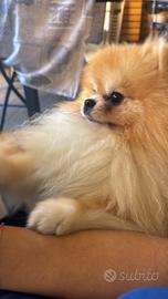 Spitz di Pomerania maschio disponibile per monta