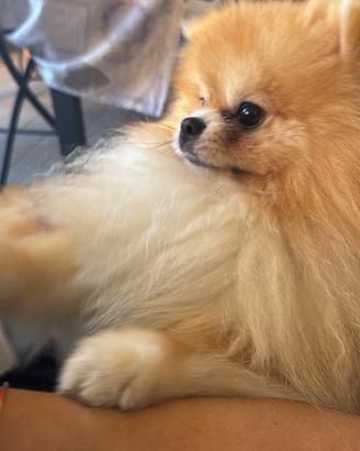 Spitz di Pomerania maschio disponibile per monta