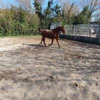 Cavallo