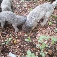 Lagotto