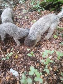 Lagotto