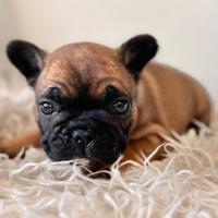 Bouledogue Francese cuccioli