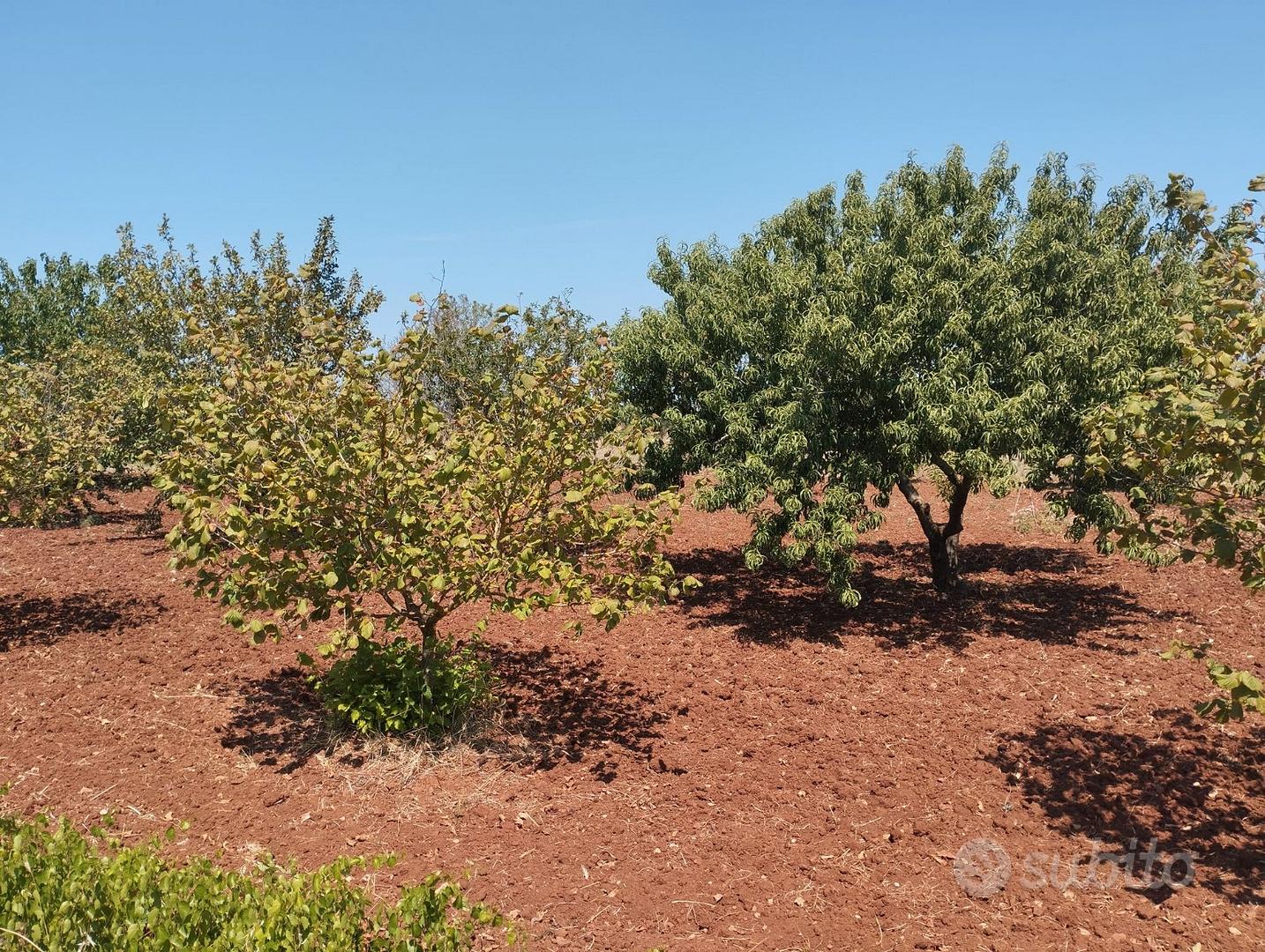 Terreno agricolo a Casarano - 12.000 mq - Altro