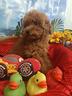 cuccioli-disponibili-taglia-piccola-nano-rosso-red