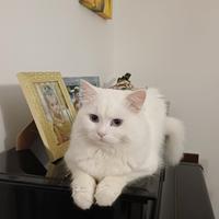 Gatto bianco stupendo