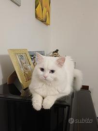 Gatto bianco stupendo