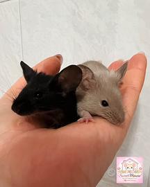 Topolini da compagnia