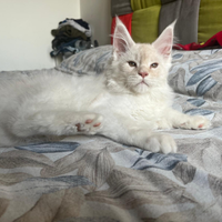 MAINE COON cucciolo maschio 3 mesi