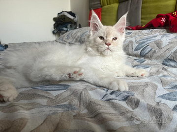 MAINE COON cucciolo maschio 3 mesi
