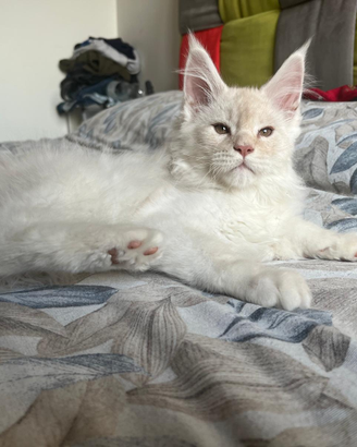 MAINE COON cucciolo maschio 3 mesi