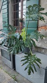 pianta verde con  foglie giganti 