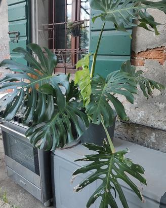 pianta verde con  foglie giganti 