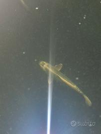 Carpa koi