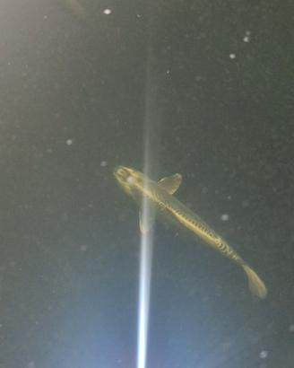 Carpa koi