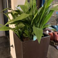 Aspidistra