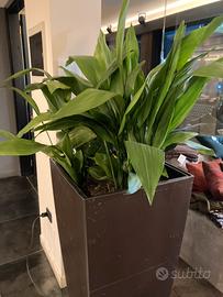 Aspidistra