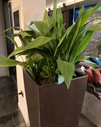 Aspidistra