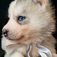 Cuccioi maschietti siberian husky con pedigree