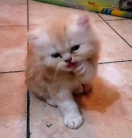 Gattino persiano