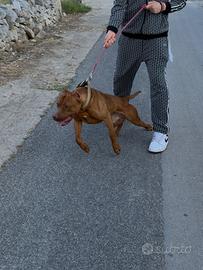 Pitbull