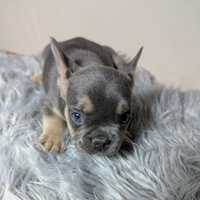 Bulldog francesi cuccioli esotici