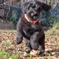 Riesenschnauzer gigante nero