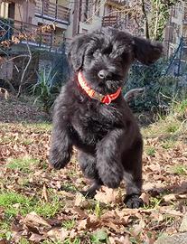 Riesenschnauzer gigante nero