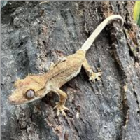 Geco ciliatus Phantom