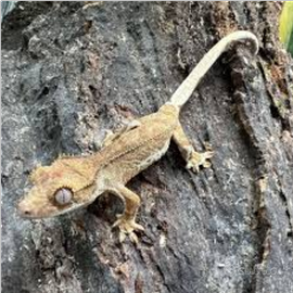 Geco ciliatus Phantom