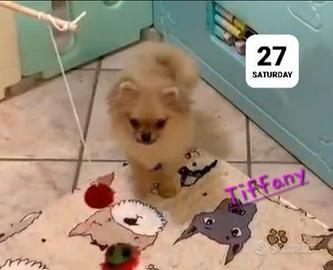 Pomchi
