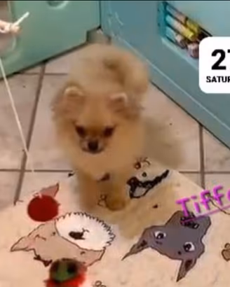 Pomchi