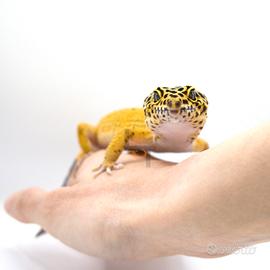 Geco leopardino