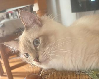Ragdoll maschi cuccioli 6 mesi