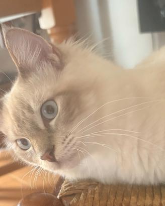 Ragdoll maschi cuccioli 6 mesi