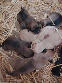 Cucciolo meticci da tartufo