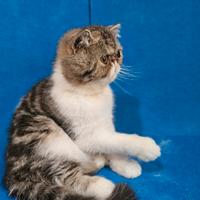 Gatto persiano ipertipico exoticshorthair