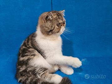 Gatto persiano ipertipico exoticshorthair