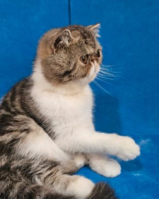 Gatto persiano ipertipico exoticshorthair