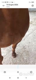 Monta Stallone Quarter Horse Appaloosa
