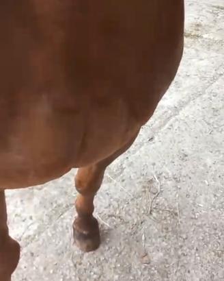Monta Stallone Quarter Horse Appaloosa