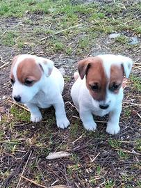Cuccioli di jack Russell
