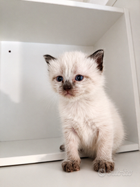 Gattino Magnetico dagli Occhi Blu