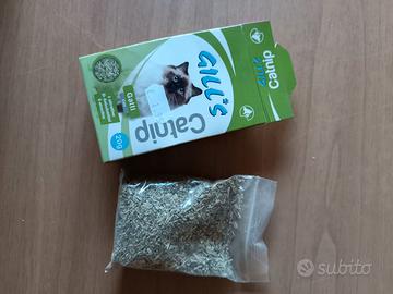 Erba gatta catnip