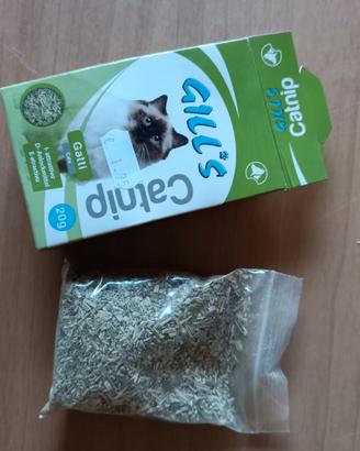 Erba gatta catnip