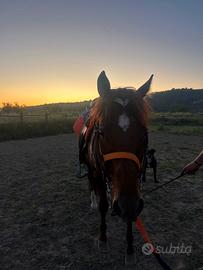 Cavallo quarter horse