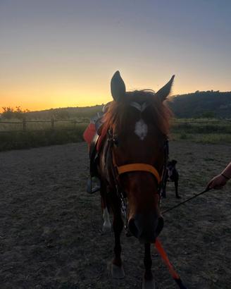 Cavallo quarter horse