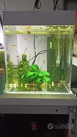 acquario askol pure s