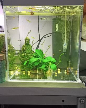 acquario askol pure s