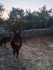 Pony