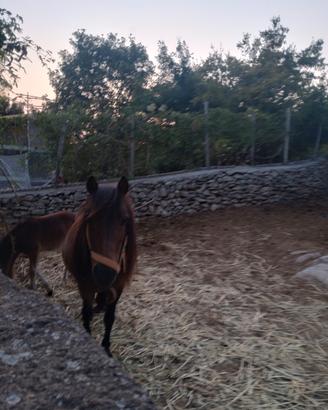 Pony